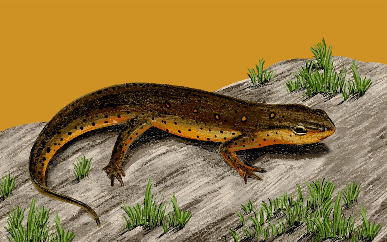 eastern newt