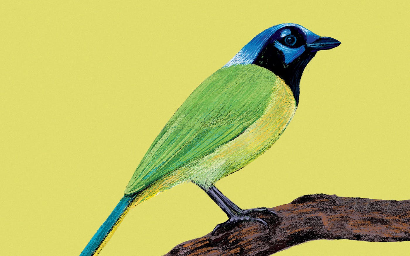 Green Jay  Audubon Field Guide