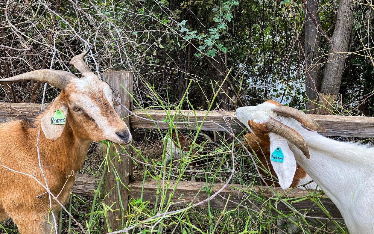 Romeo and Nelson of Rent-a-Ruminant Texas at work in Austin in November 2023