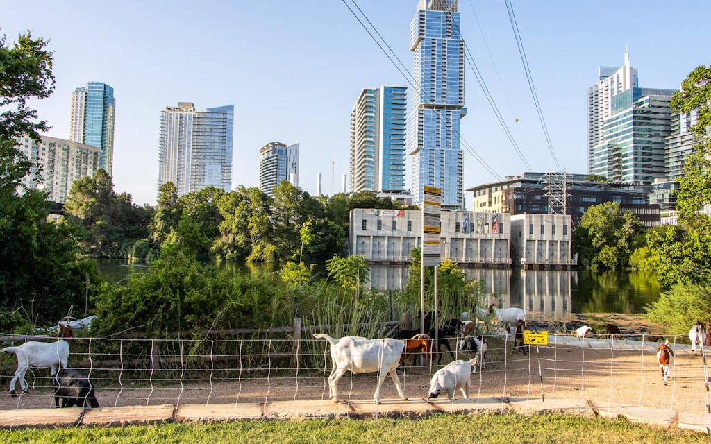 Rent-A-Ruminant Texas's goats at work along the lake in downtown Austin in July 2023.