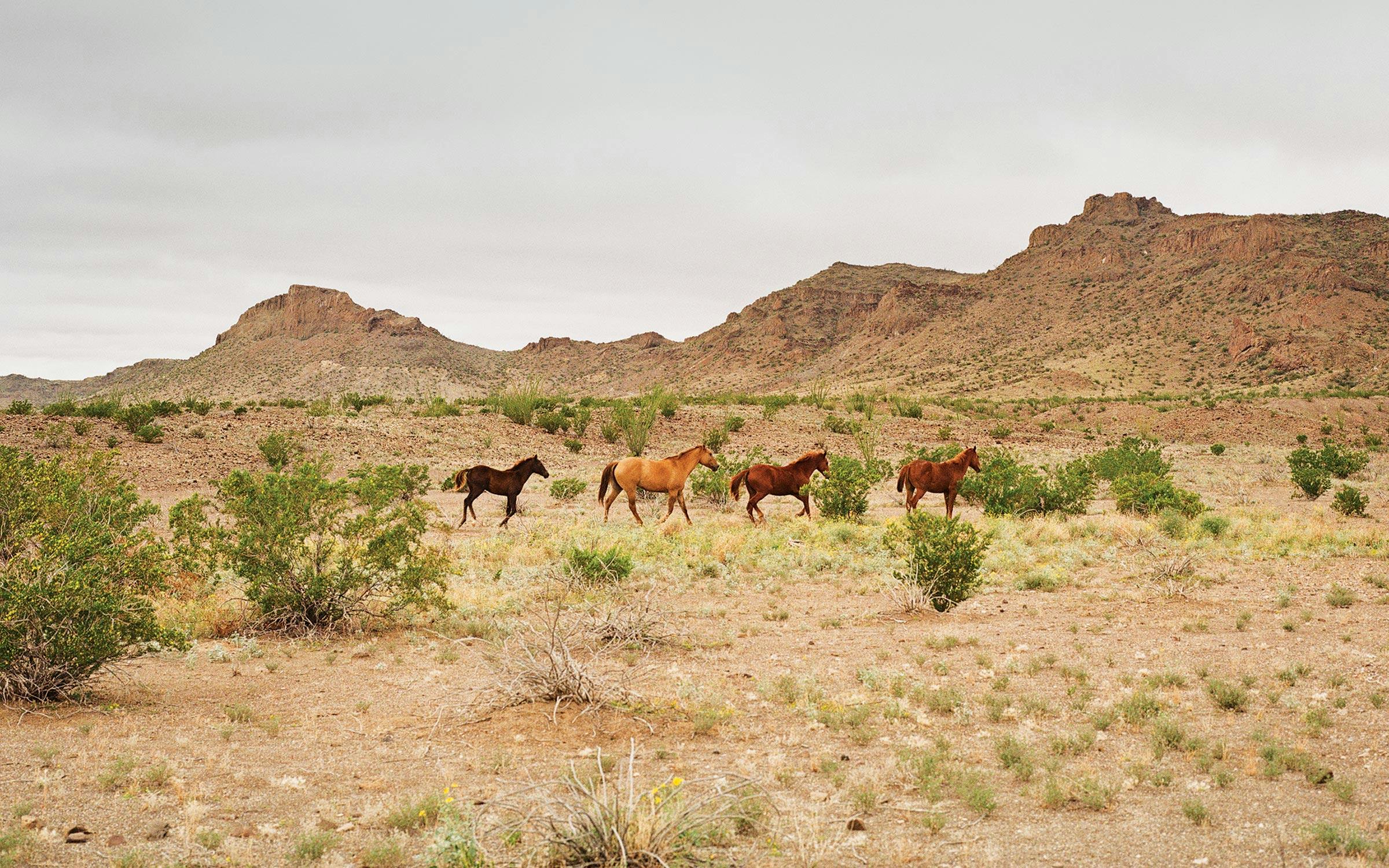 The Horse Who Got Deported