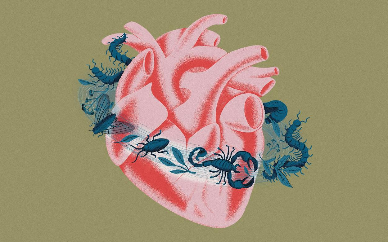 Cardiac Bug A Chinese Drug Made of Insects May Help Cardiac Patients