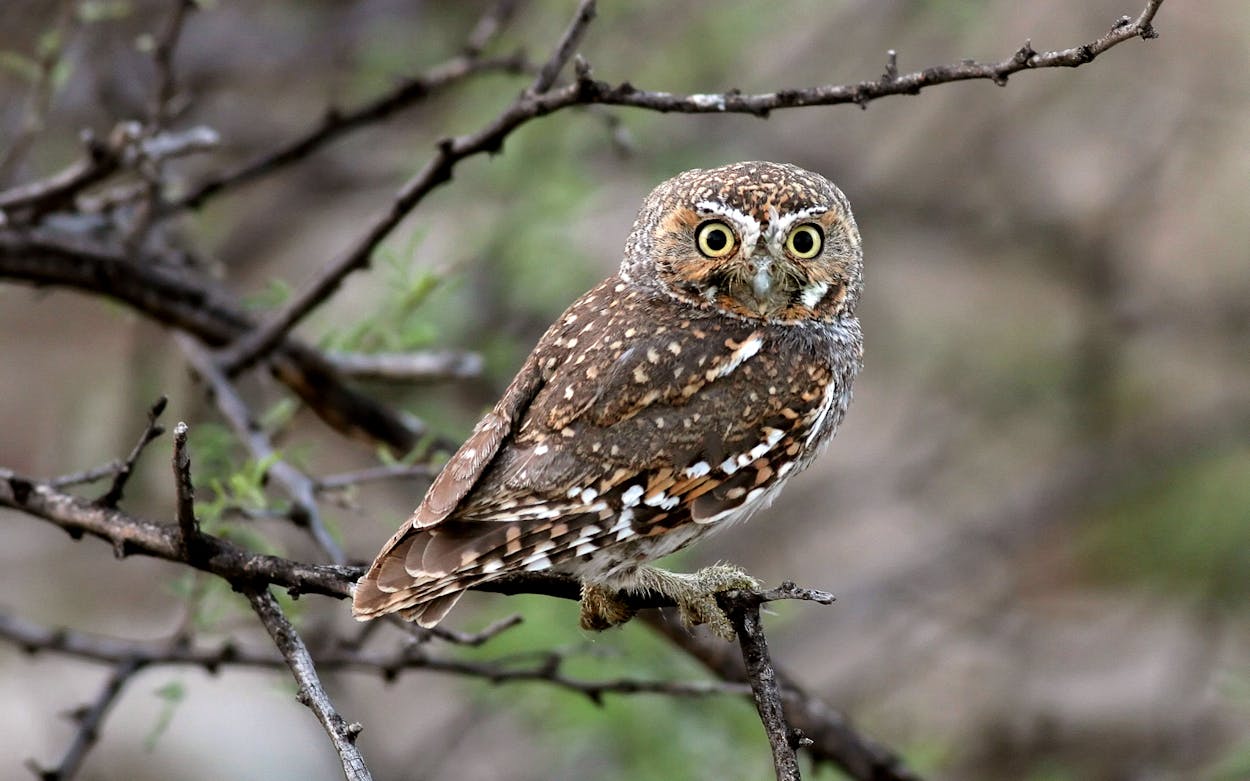 The Tiny but Mighty Elf Owl of West Texas