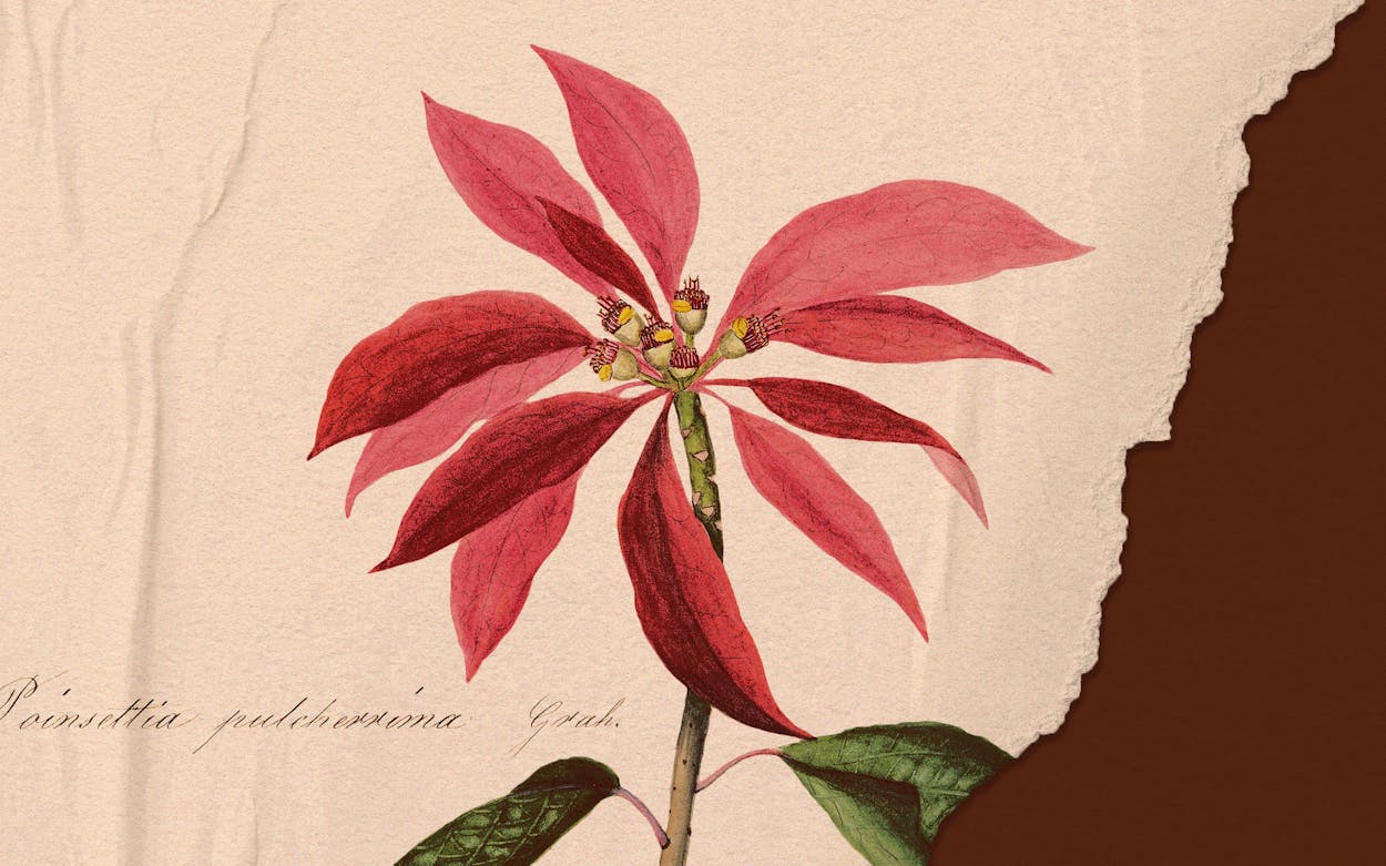 The Toxic Diplomatic History of Your Favorite Christmas Plant