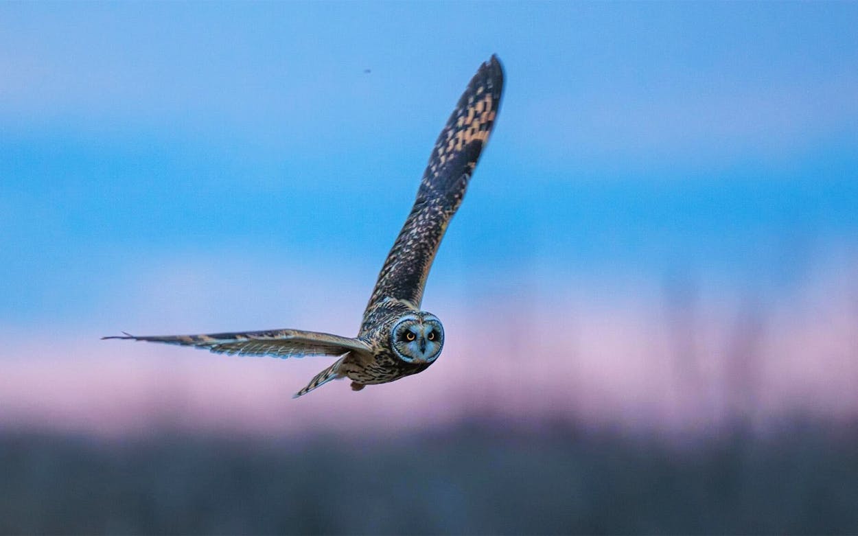 A short-eared owl spotted near Manor.