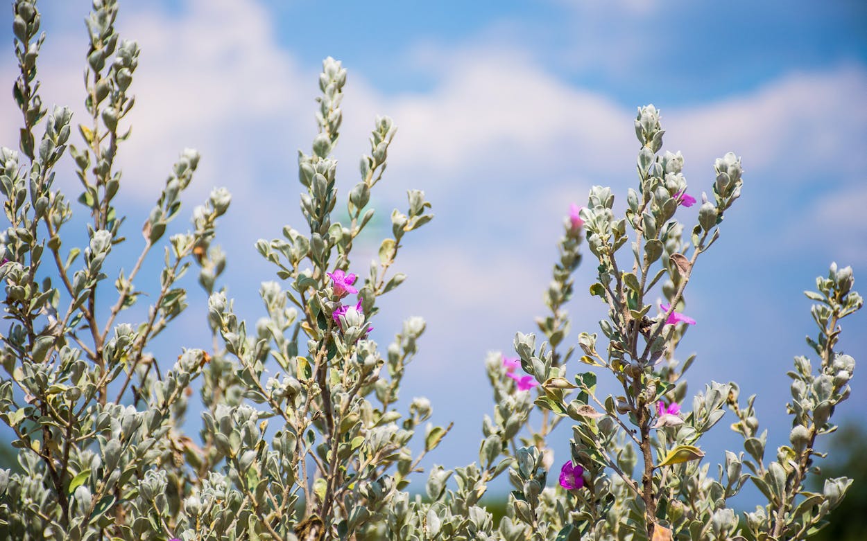 Texas Sage Is the Weatherman of the Plant World