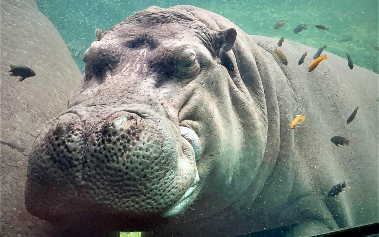 The San Antonio Zoo Is Selling a Valentine's Day Candle That Smells Like Hippo Poop