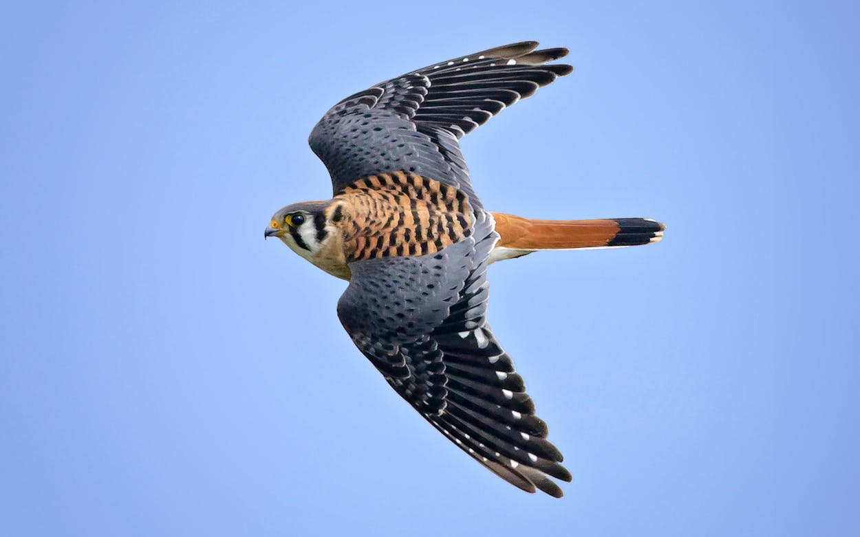 How to Save (and Spot) a Kestrel