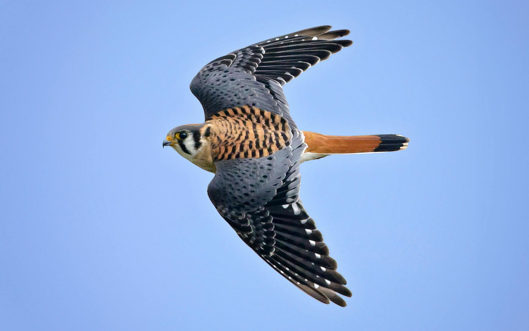 Kestrel Rear View Where to See “Small but Fierce” Kestrels in Texas