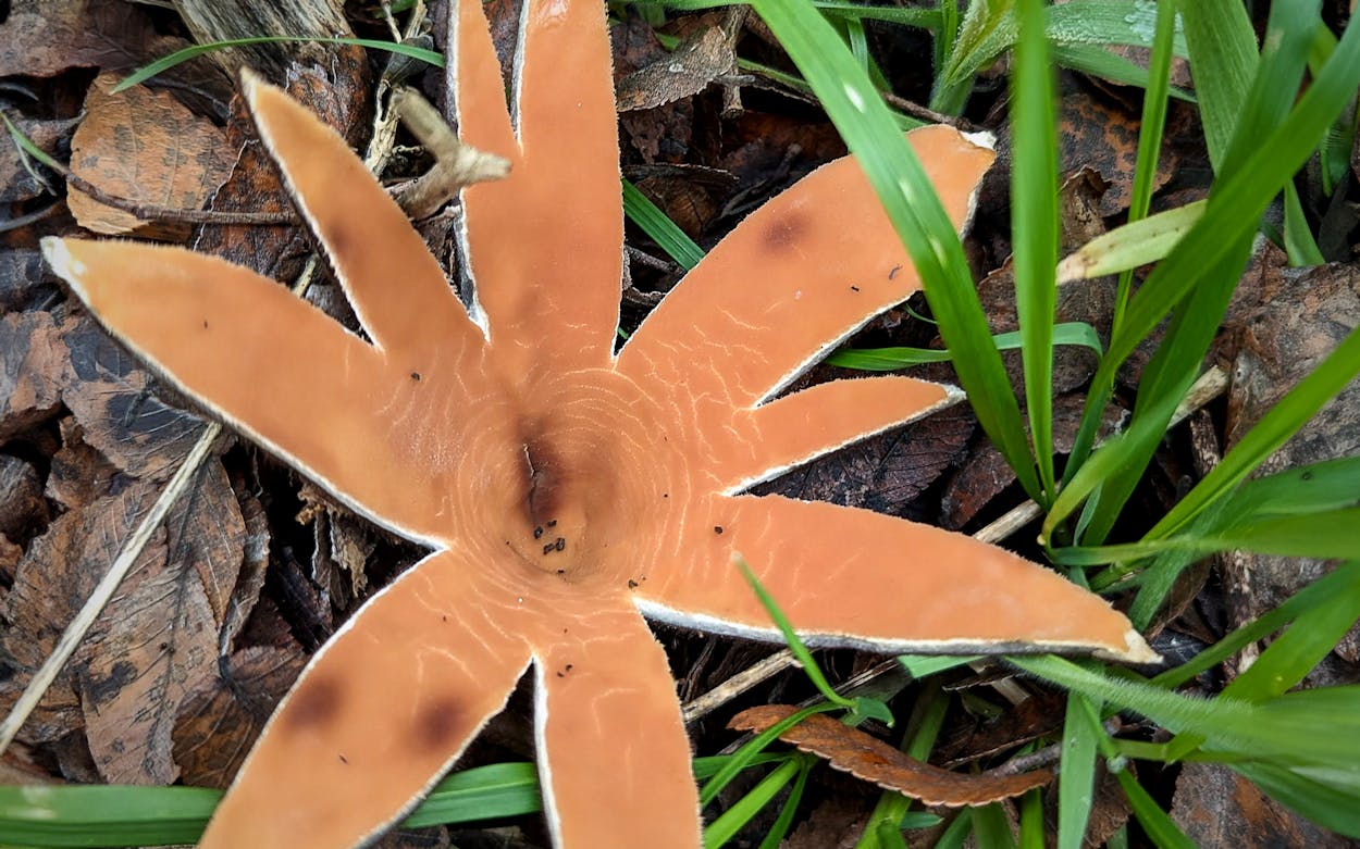 Where to See the Hissing Texas Star Mushroom and Other Funky Fungi