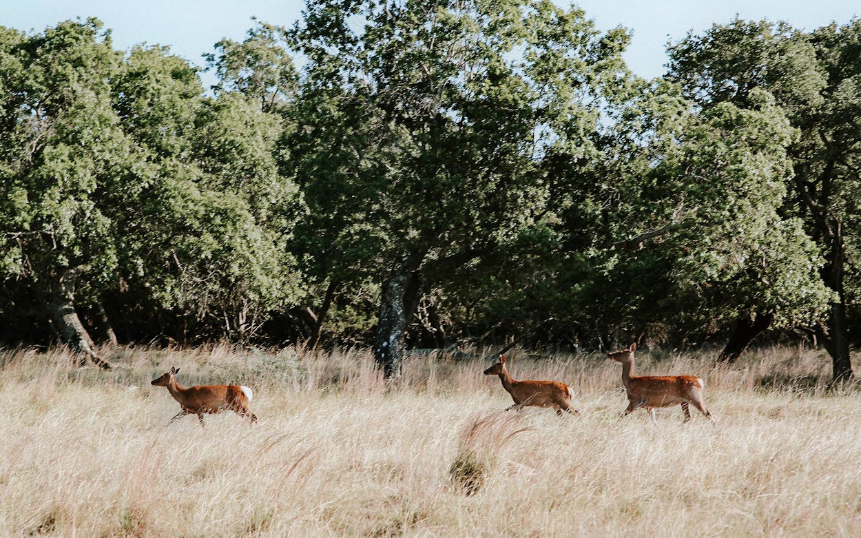 Wild Game on the Menu? You Might Have This Pioneering Texas Company to Thank for That.