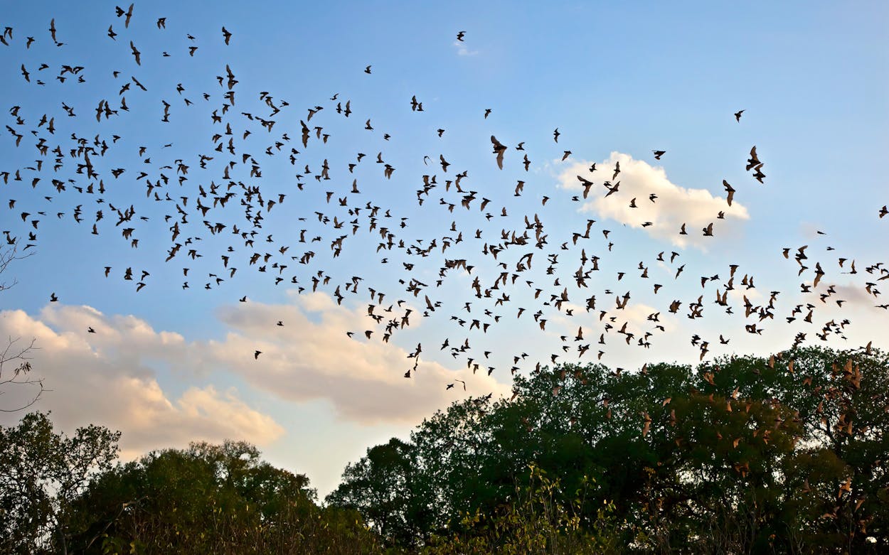 Climate Change Is Killing Texas Bats