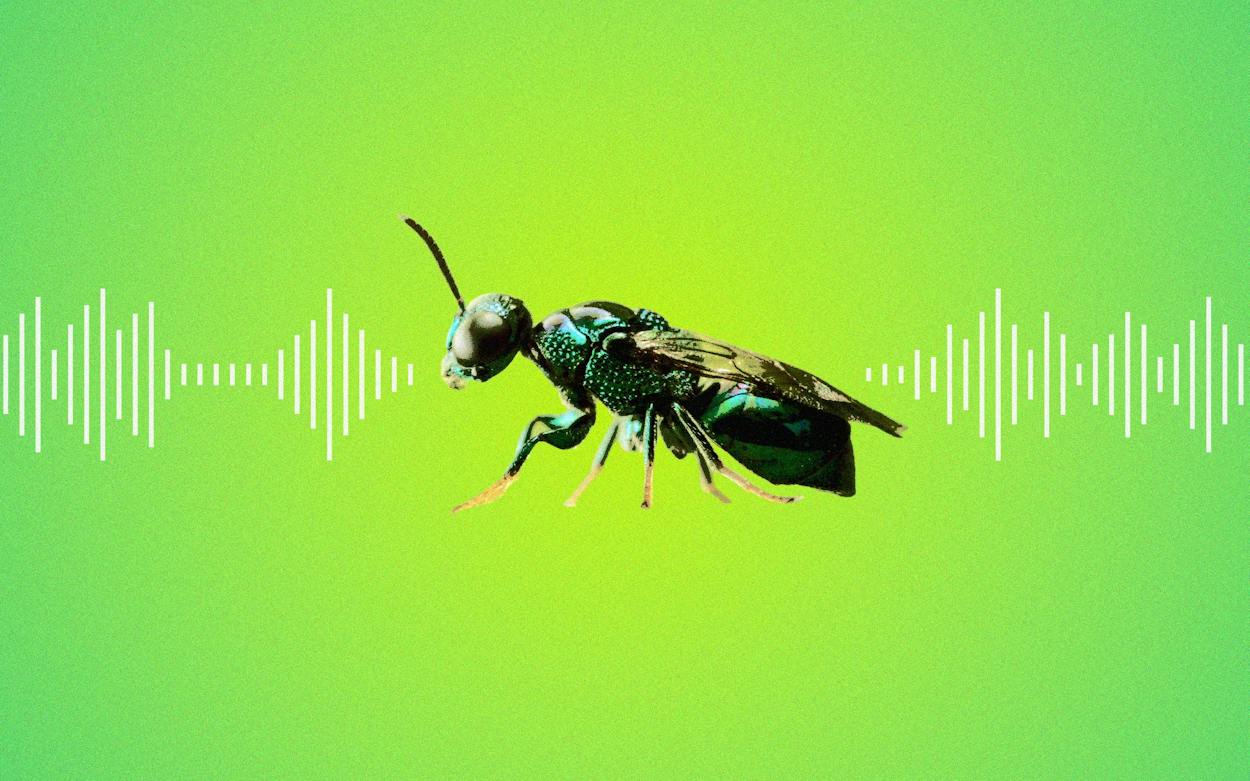 Sound Making Insect Ah, the Sweet Sounds of . . . Giant Snails and Rodeo Ants?