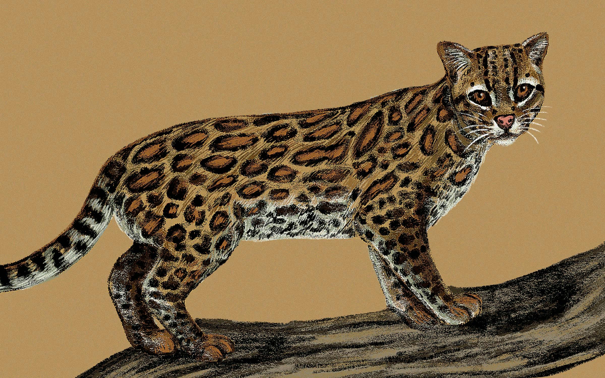 Ocelot Rapper The Lovable Ocelot Is Ready for Its Comeback – Texas Monthly