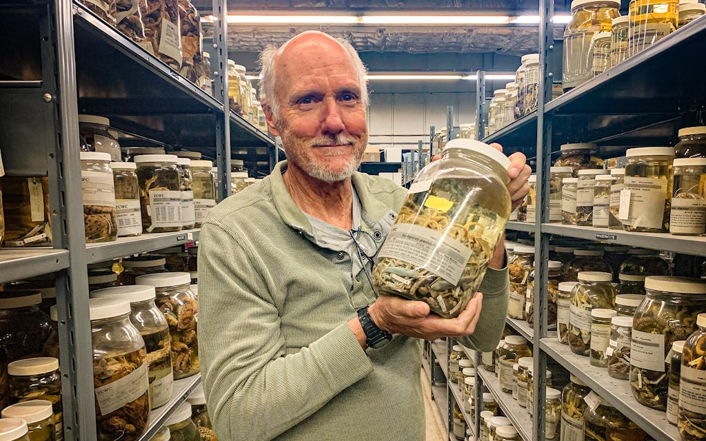 Lee Fitzgerald holds a jar of preserved dunes sagebrush lizards at Texas A&M University’s Biodiversity Research and Teaching Collections.