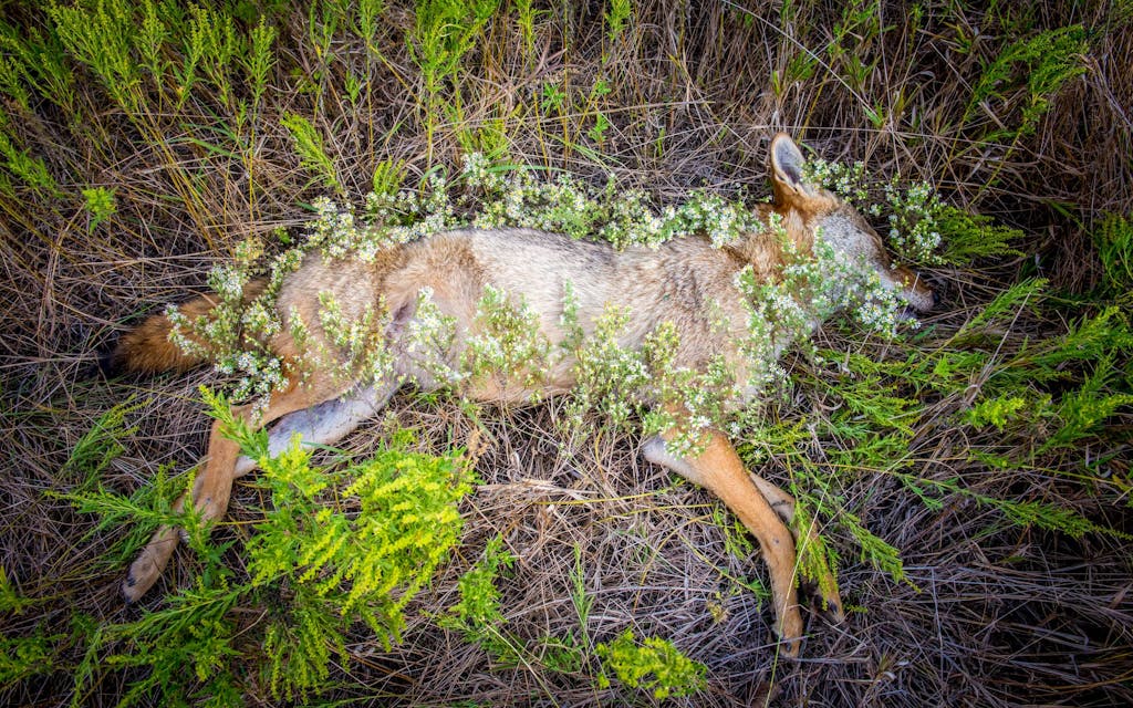 This Texas Photographer Turns Dead Animals Into Poignant Portraits