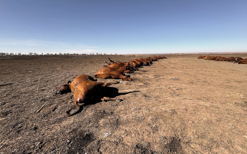 rows of brown dead cows
