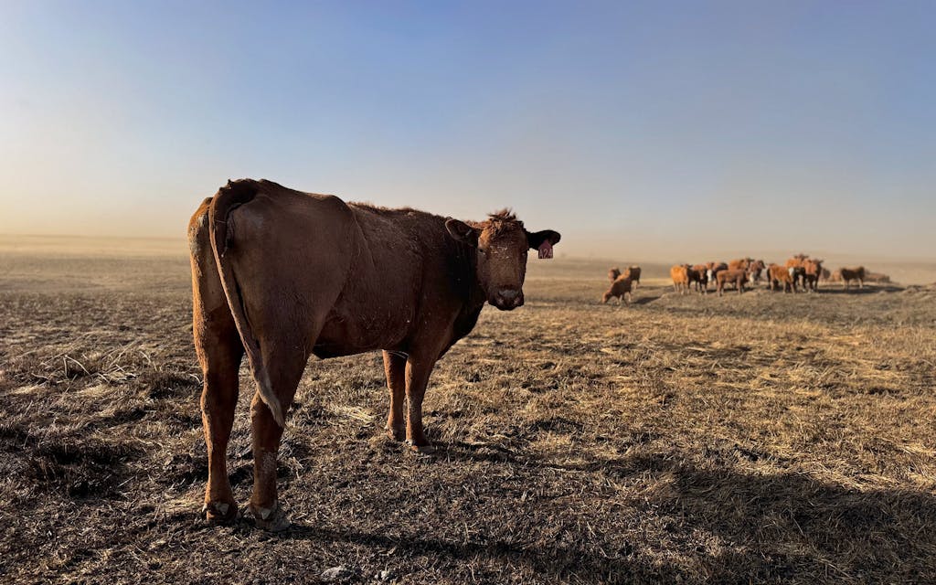 a lone cow looking wearily at the camera