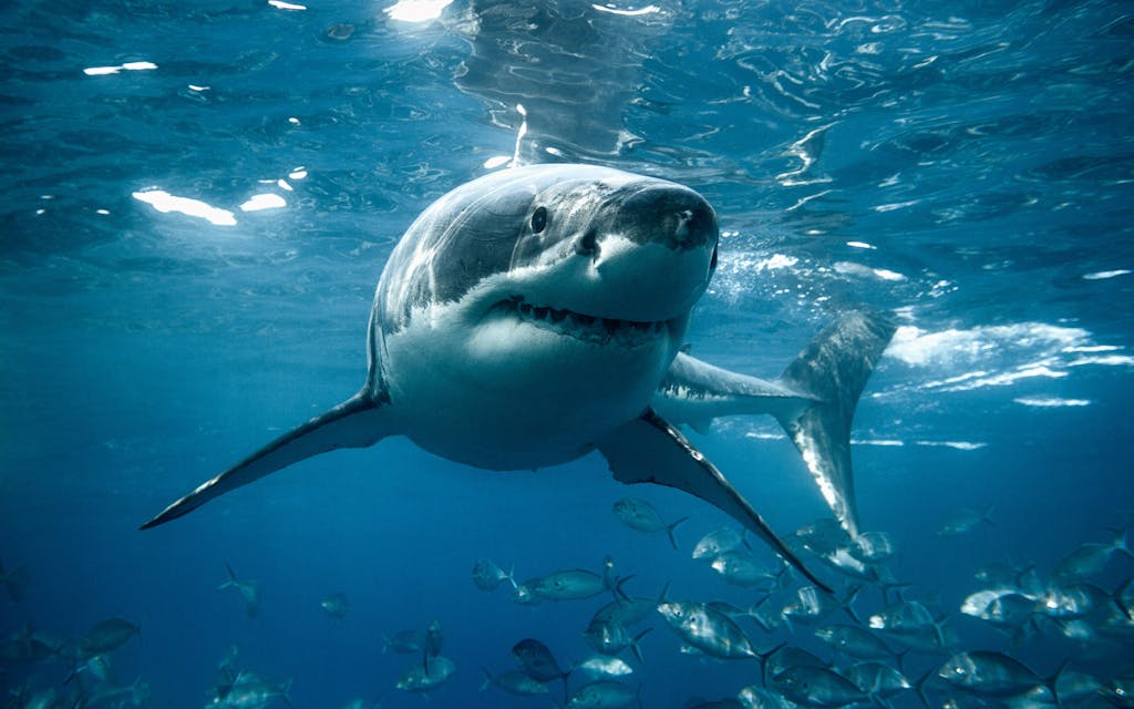 Great White Sharks Would Like the Gulf of Mexico Back, Please
