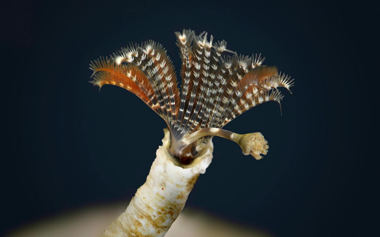 Hydroides A Rare Underwater Worm May Be Key to Saving Baffin Bay