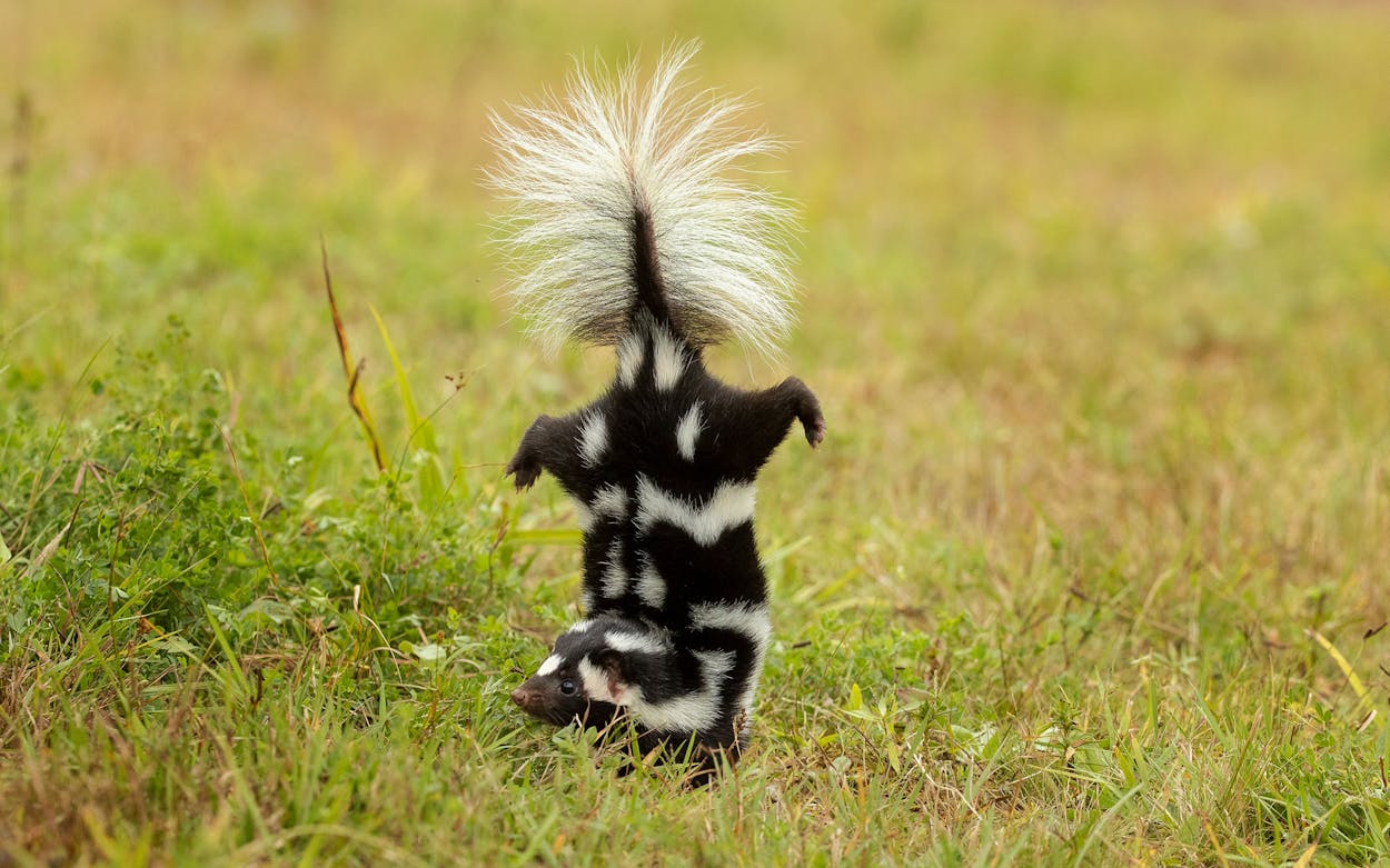 The Eastern spotted skunk.