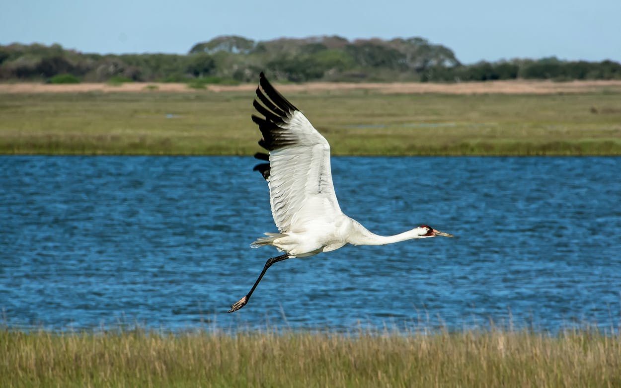 Whooping Cranes Are Back From the Brink. A Port Aransas Festival Celebrates North America’s Tallest Bird.