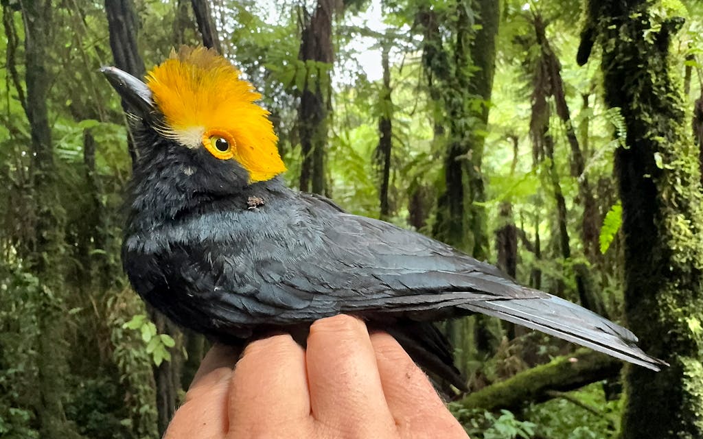  UT-El Paso Scientists Found a Long-Lost Rare Bird in the Congo