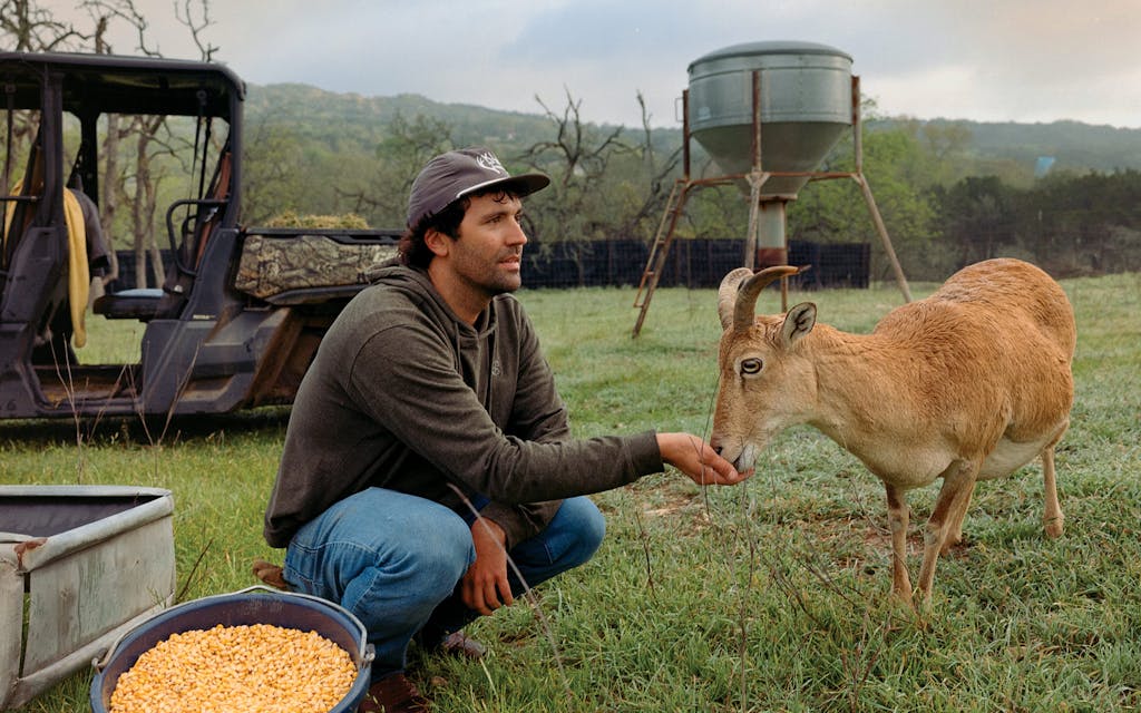 Austin feeds a goat.