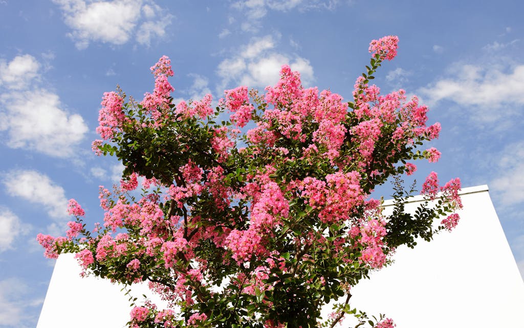 Pink crepe myrtle tree