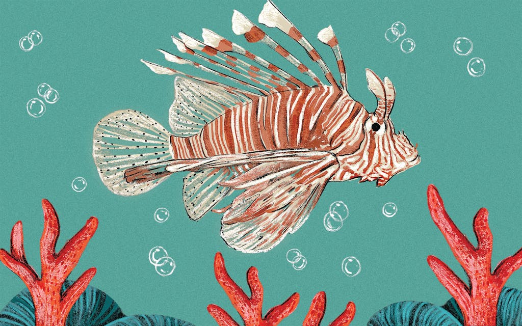 lionfish critter
