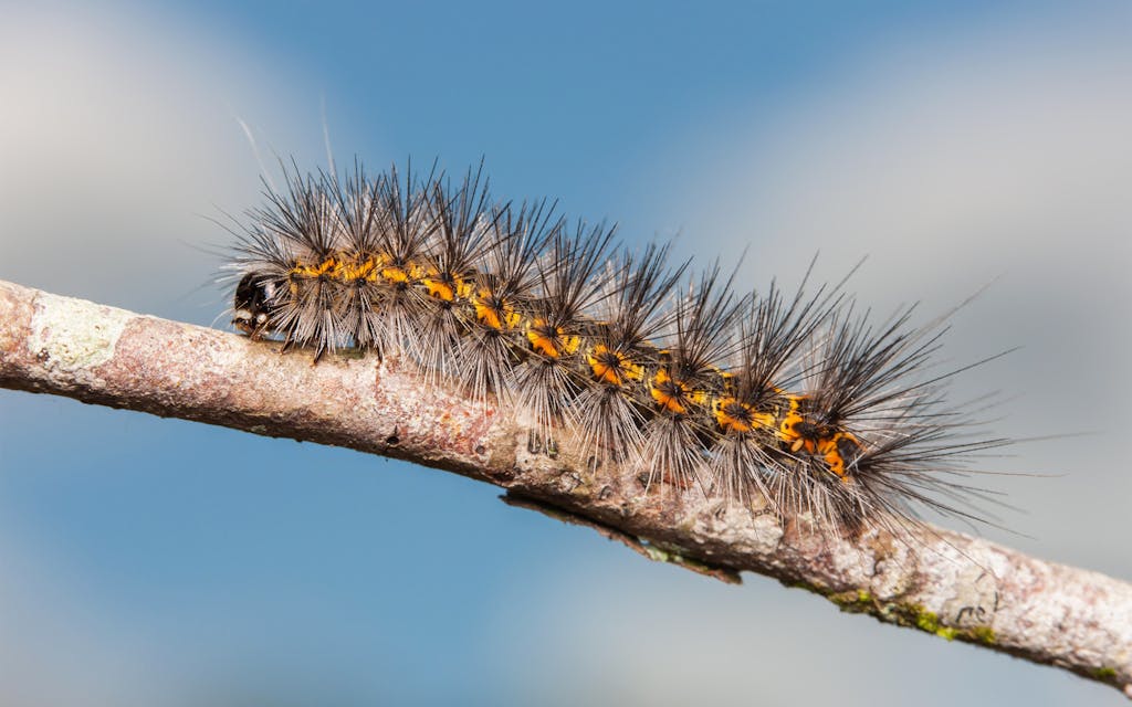 A salt marsh caterpillar moves along a twig.
