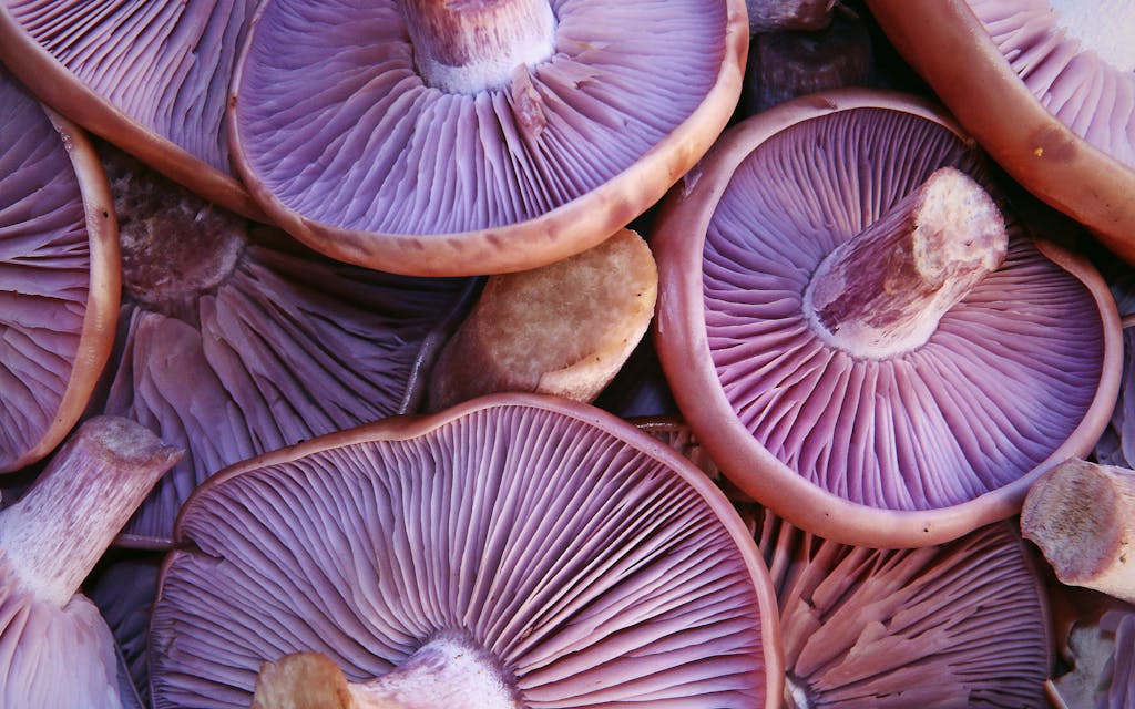delicate ribbed undersides of pale lavender mushrooms