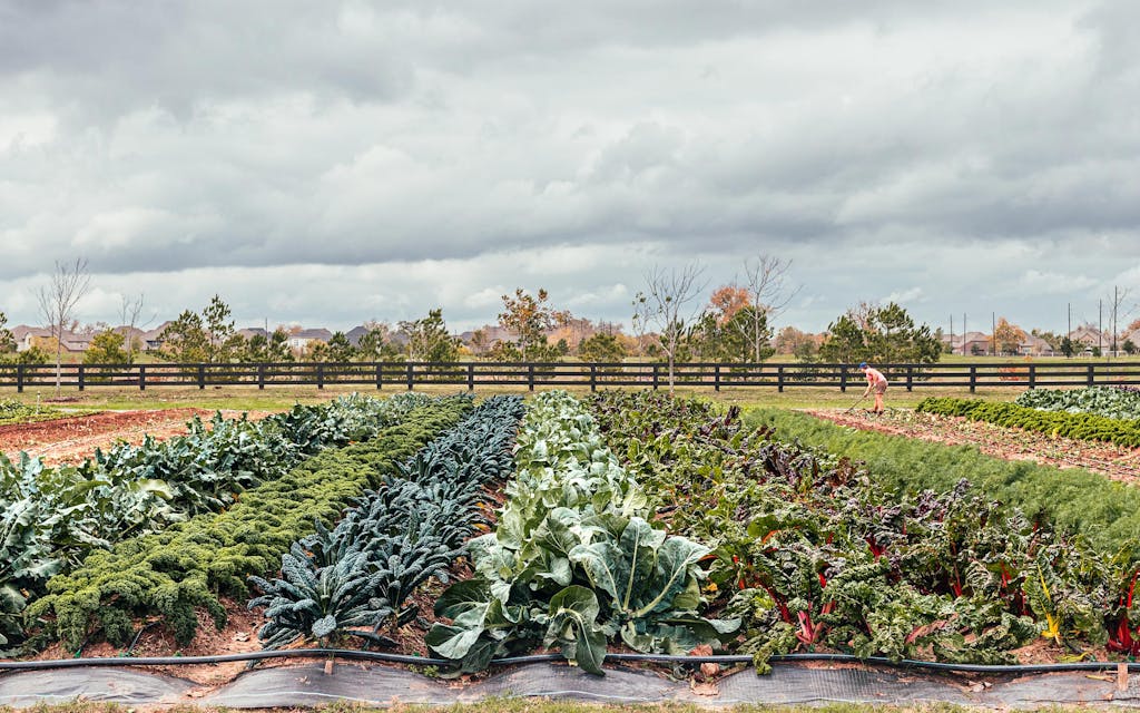 The Agrihood Boom, Where Farm Meets Suburbia