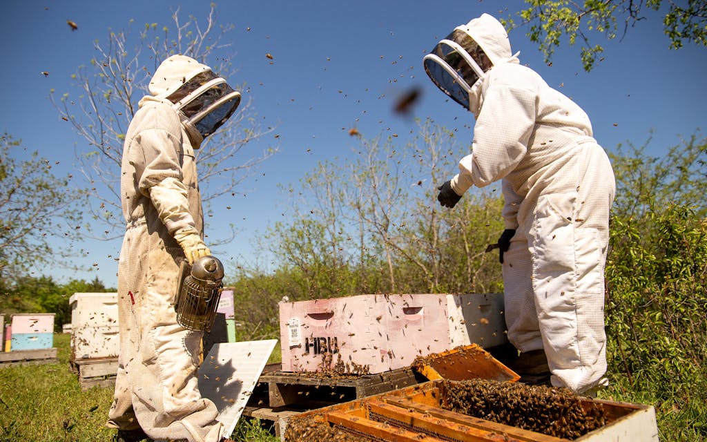Beekeeping boom in Texas
