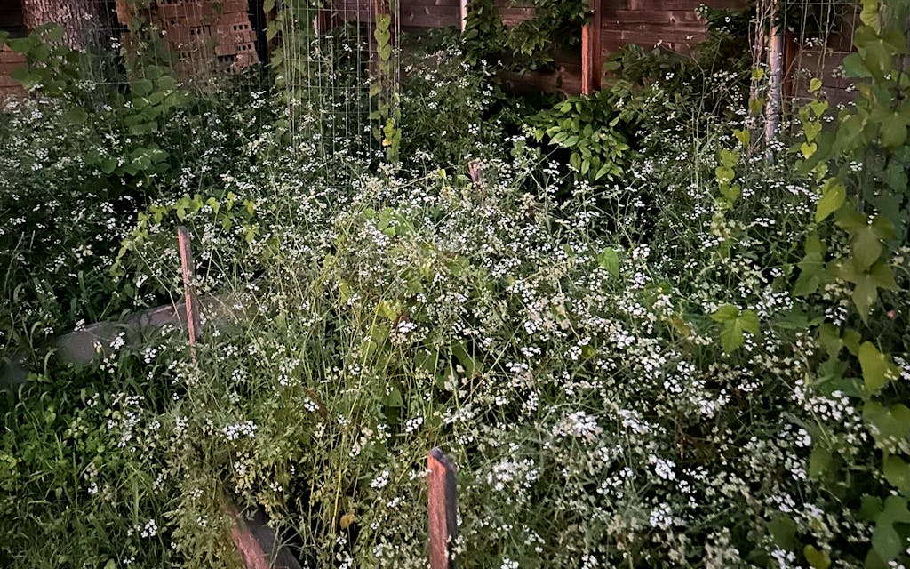 That’s Not Baby’s Breath: The Cute and Highly Invasive Weeds Taking Over Texas Yards