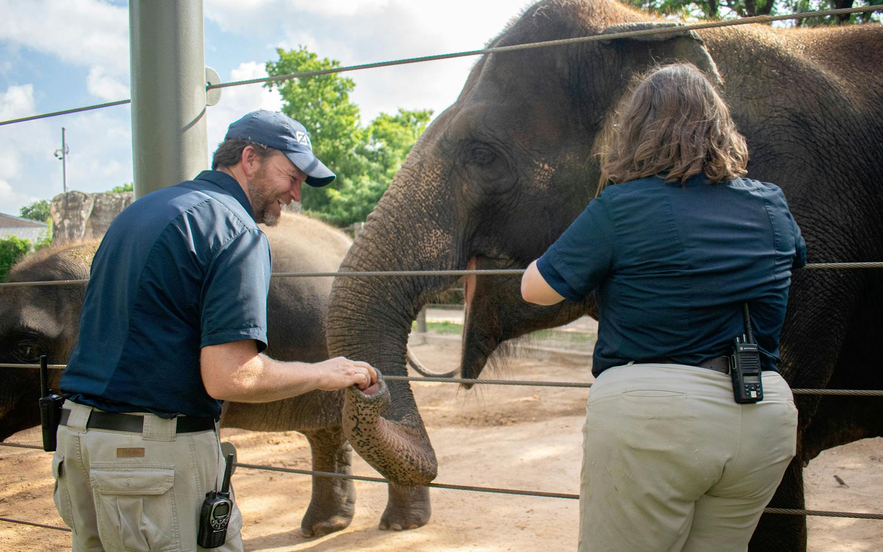 Elephant Injection A Houston Zoo Elephant Just Got the First Dose of a Lifesaving New Vaccine