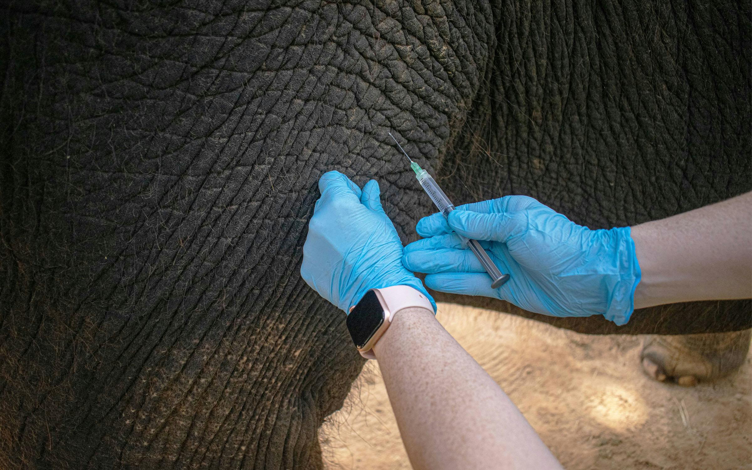 Elephant Injection A Houston Zoo Elephant Just Got the First Dose of a Lifesaving New Vaccine