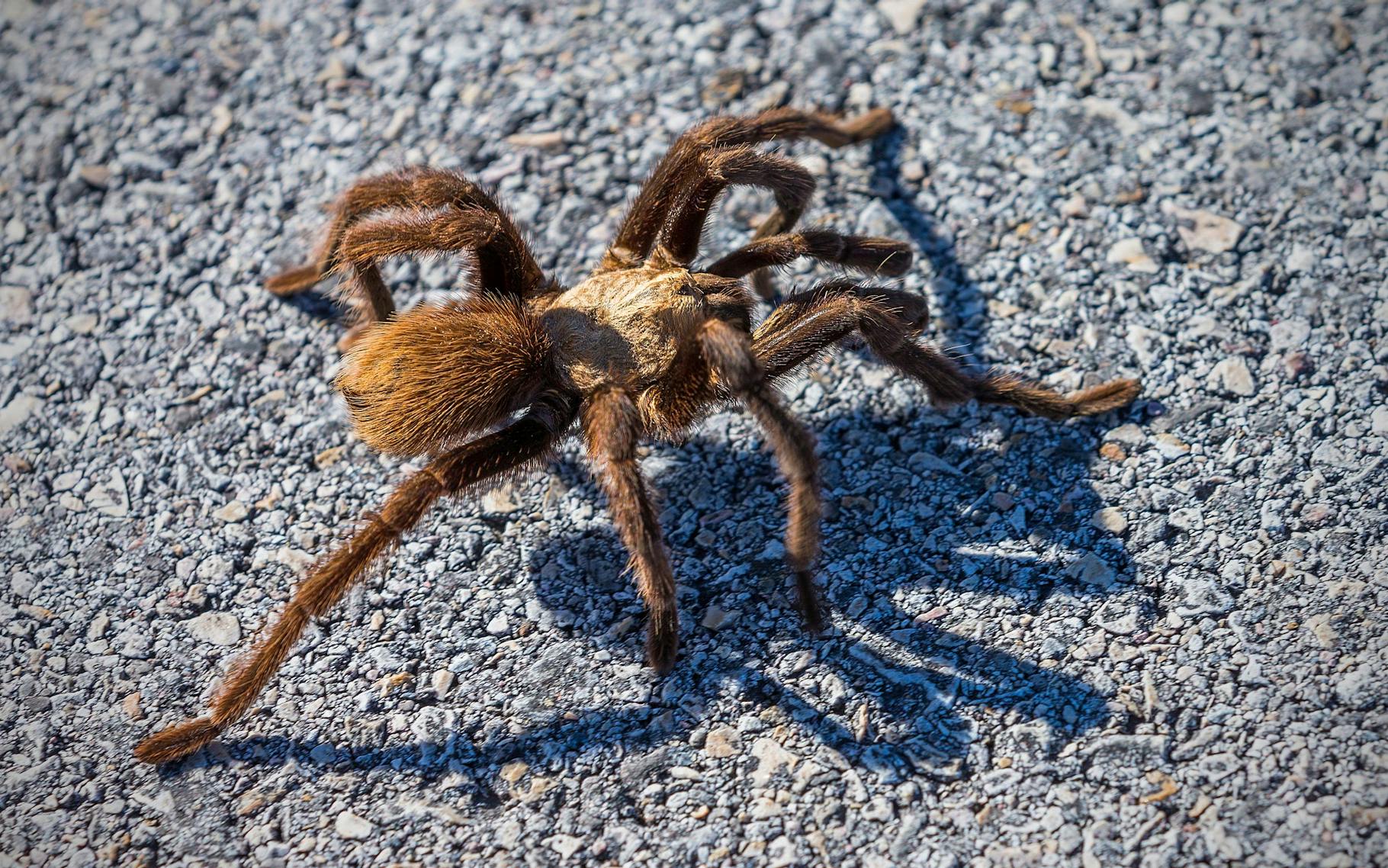Java Brown Tarantula Tarantulas Are Crawling Across Texas and Looking for Love