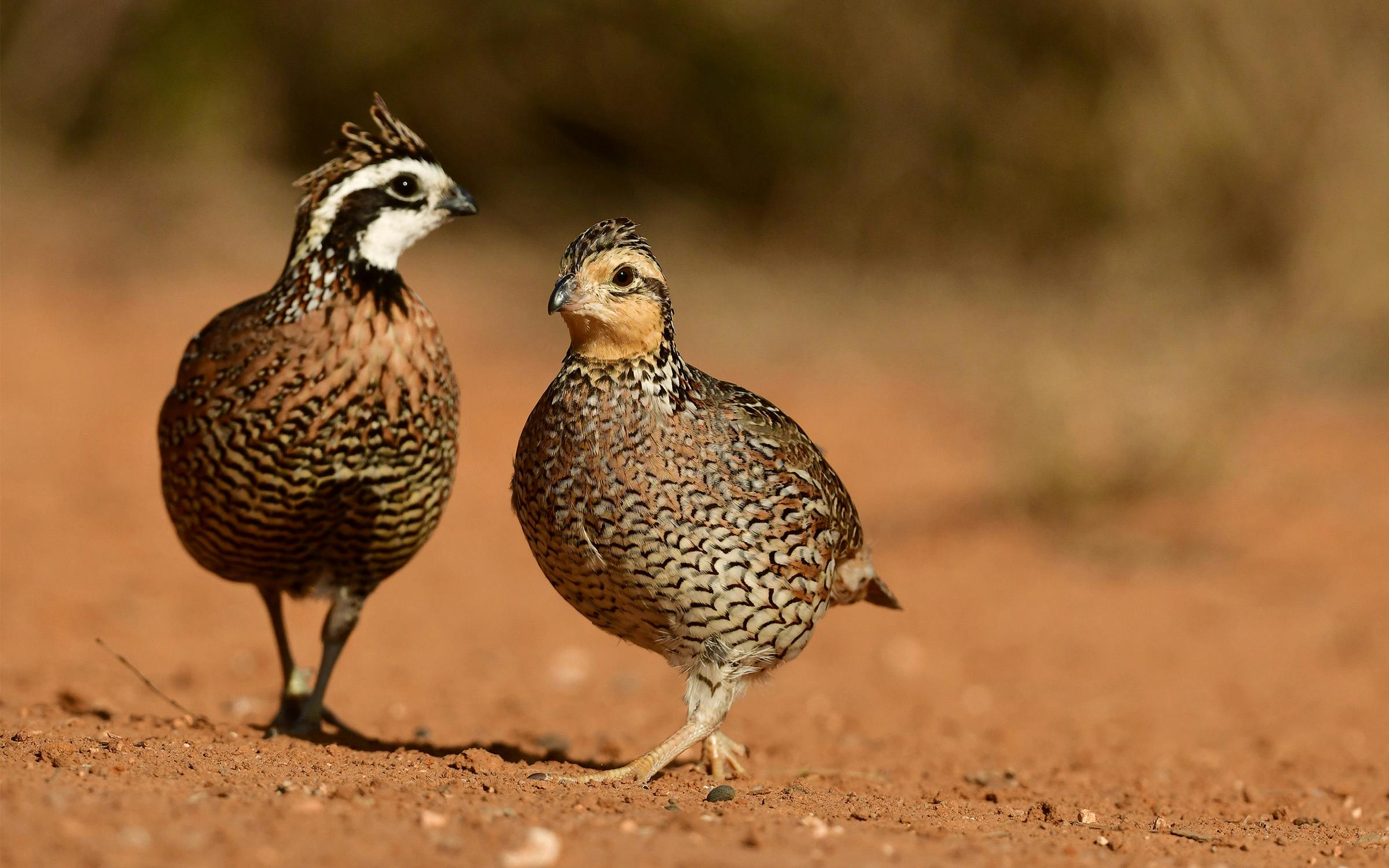 Bobwhite Quail Riddles Bobwhite Quail South Carolina Bobwhite Initiative Takes Flight