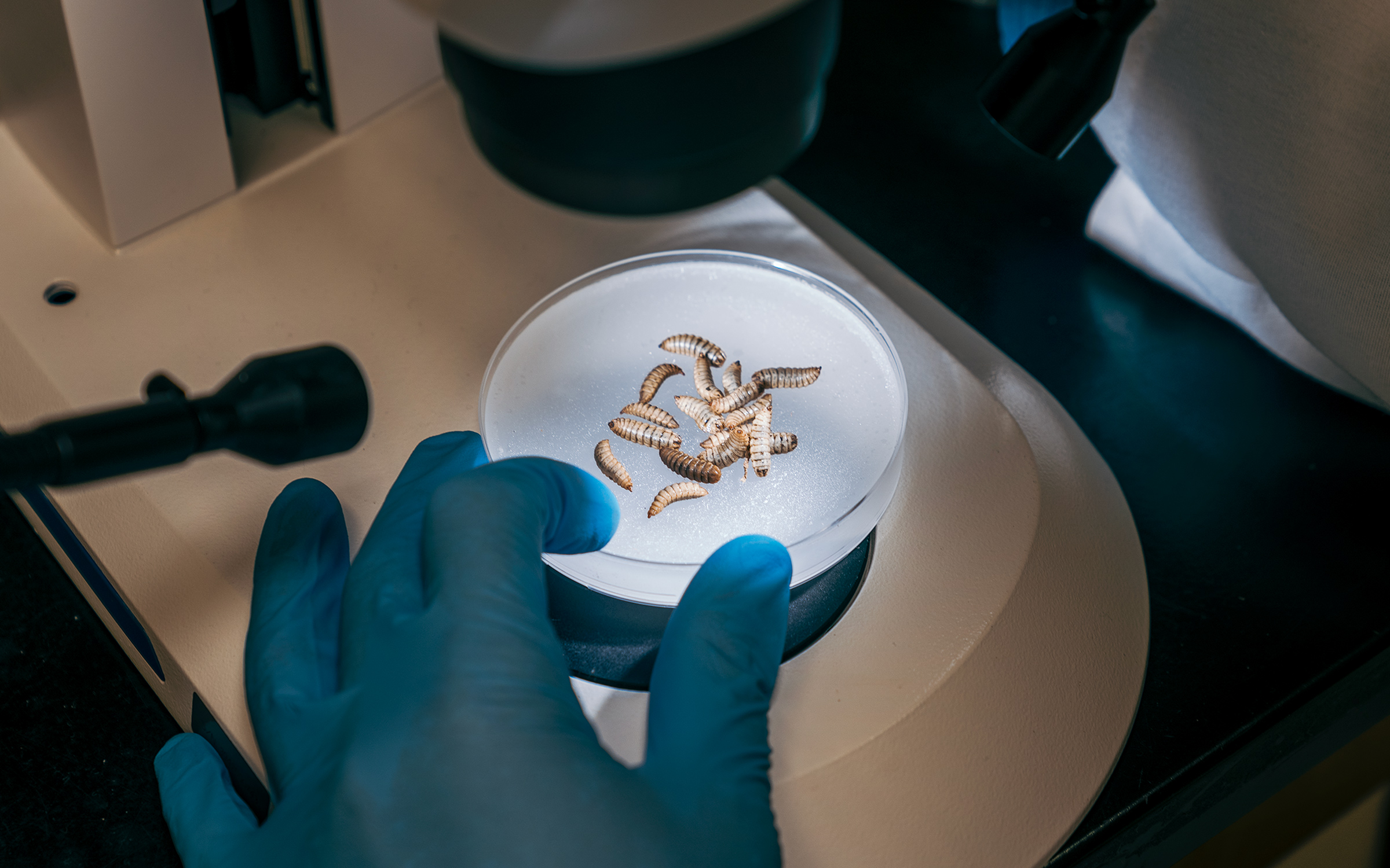 A Lab at Texas A&M Is Part of a Program Studying Insects as Food. Cue ...