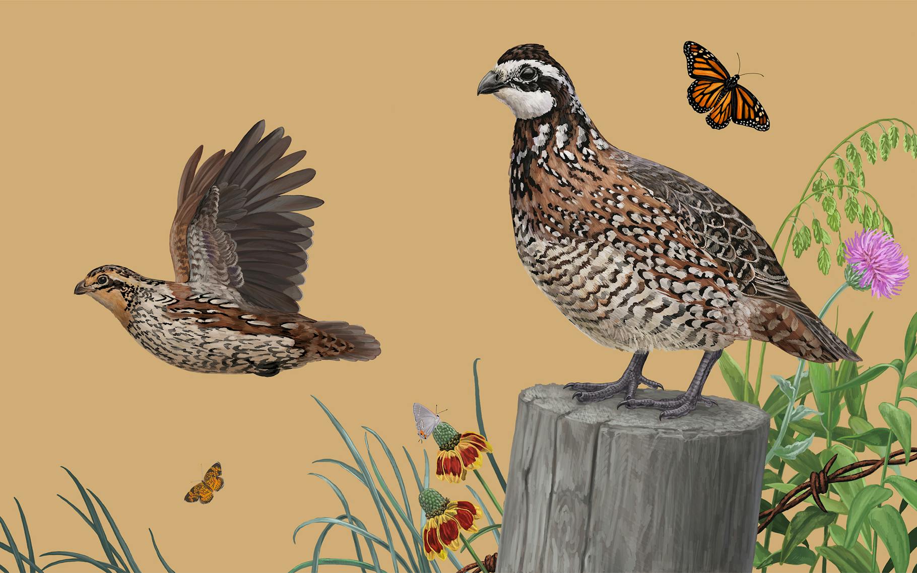 Bobwhite Quail Riddles Why Everyone Wants to Save the Bobwhite Quail