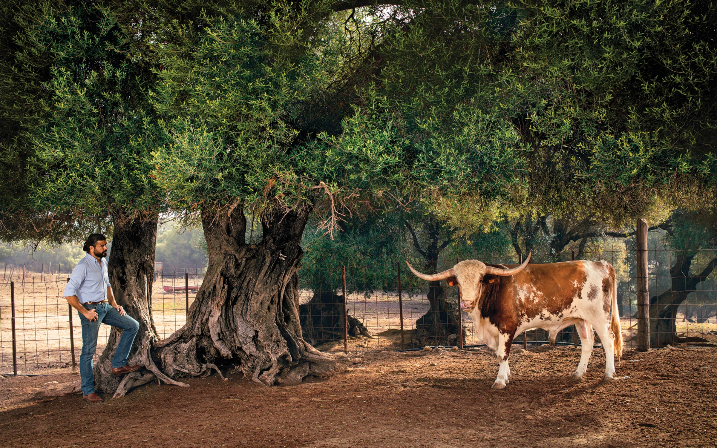 The Longhorn’s Long Journey to Becoming a Texas Icon