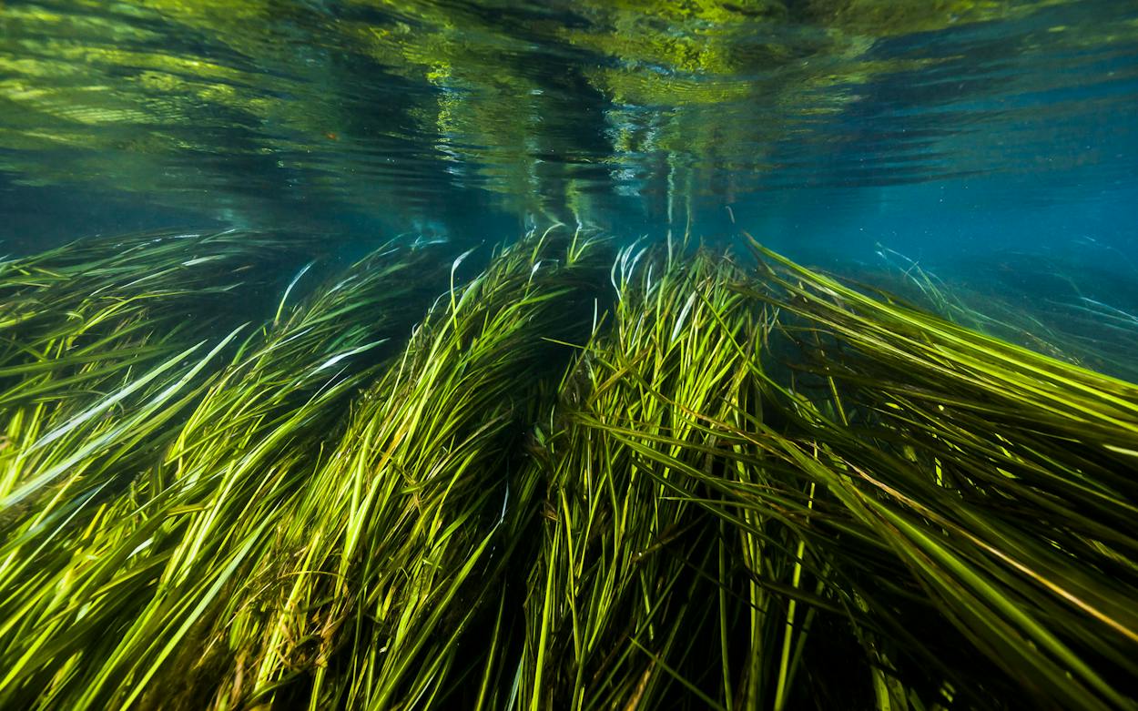 Texas Rice Field America’s Rarest Wild Rice Species Grows in Just Two Miles of Texas River