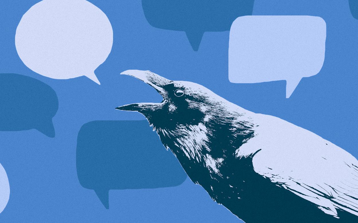Raven Customer Meet the Talking Raven Taking Austin and Social Media by Storm