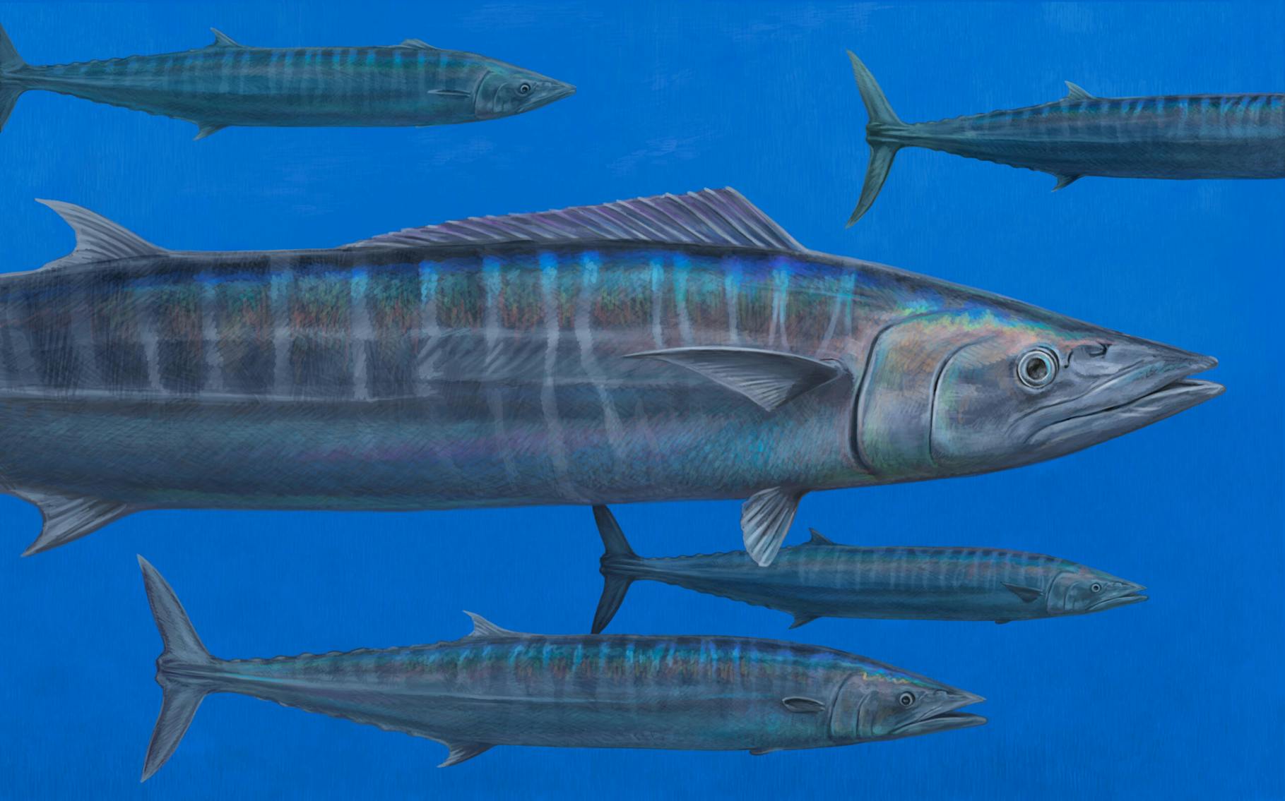 Wahoo Fish Color Pattern It's Wahoo Winter Once Again on the Gulf Coast