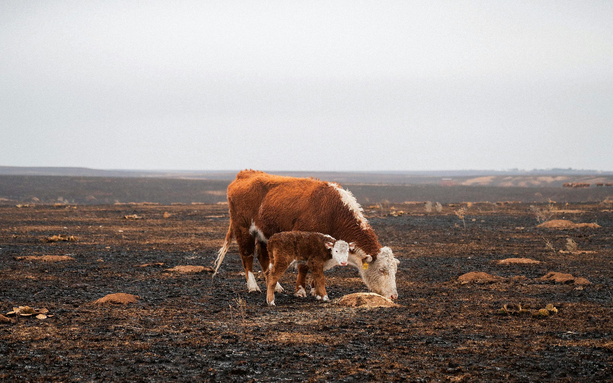 The Panhandle Is Burning. Can Ranching Survive?