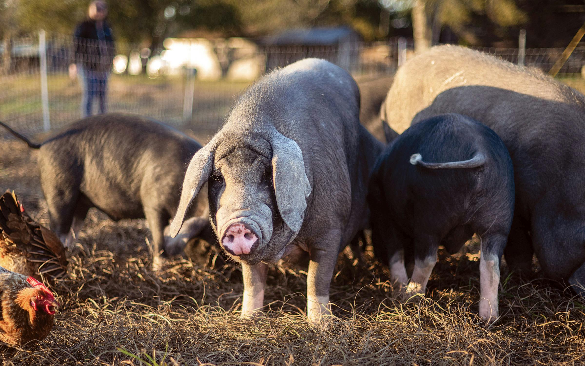The Great Pig War of Matagorda County
