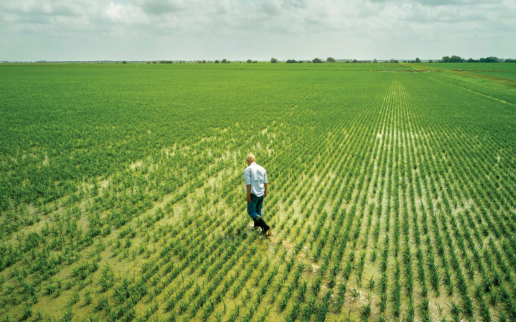 Texas Rice Field Texas's Rice Farms Are Slowly Disappearing