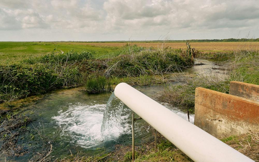 Texas Rice Field Texas's Rice Farms Are Slowly Disappearing