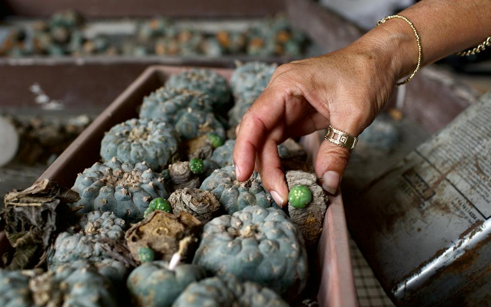 Pel Pyote Peyote Is Disappearing From the U.S. One Group Is Trying to Save It.